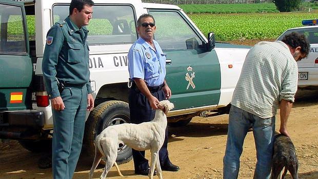 La Guardia Civil ha desarticulado varias bandas dedicadas al robo de galgos en España