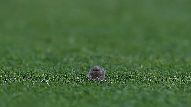 El ratón, sobre el césped de Old Trafford