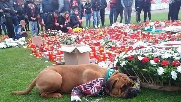 El perro, apenado, junto a un centro de flores depositado sobre el césped del estadio