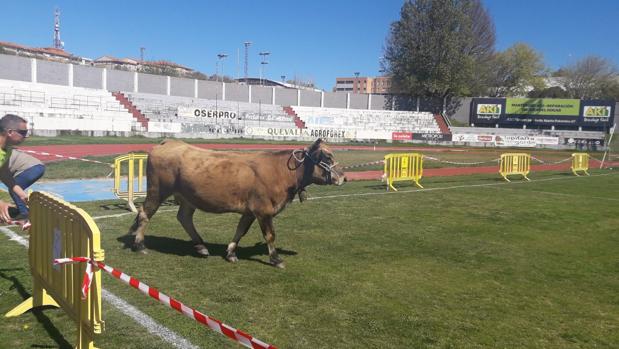 La vaca Mimosa, sobre el césped del estadio de la UP Plasencia