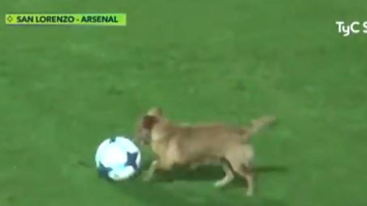 Un perro interrumpe un partido en Argentina
