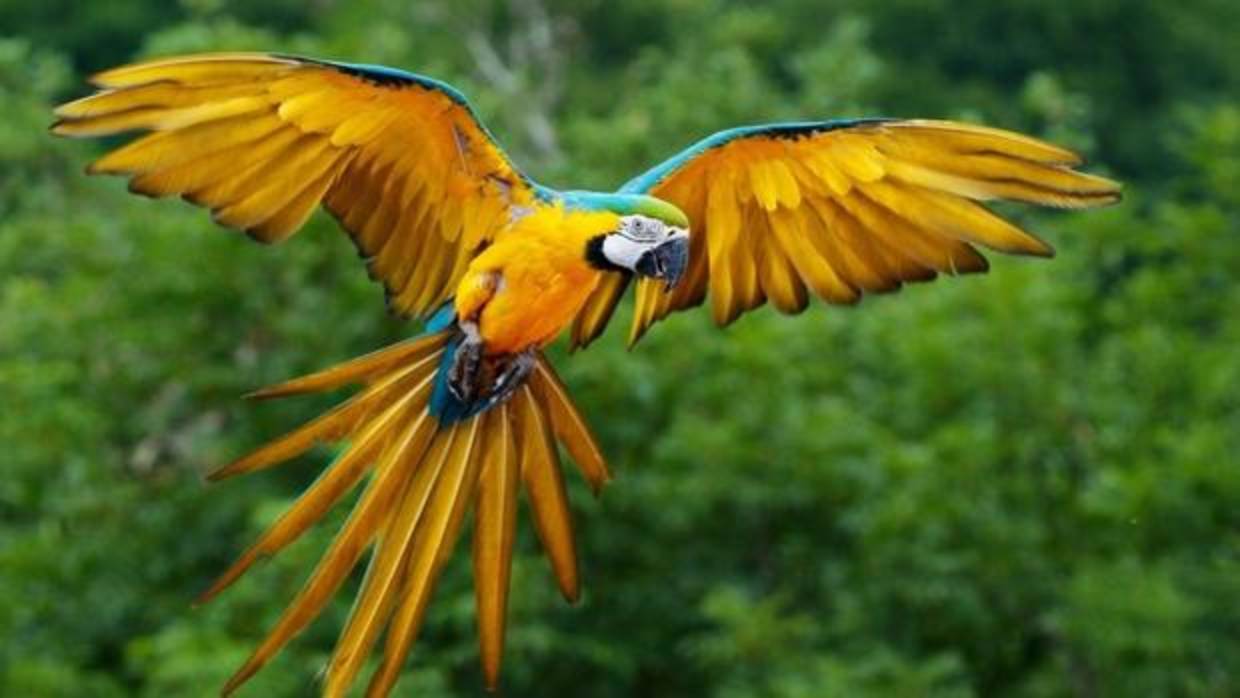 Un loro en pleno vuelo