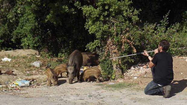 Jabalíes urbanos, un fenómeno en alza