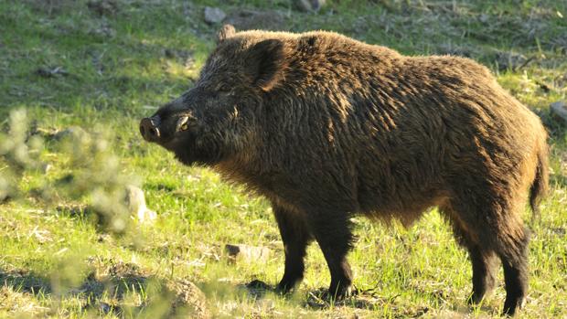 Jabalí, una especie oportunista