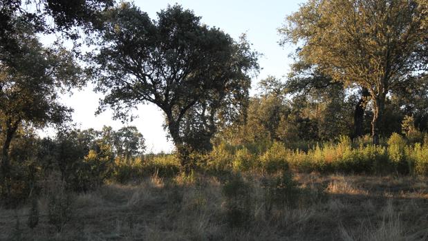 Sierra Morena cordobesa, del Guadiato al Bembézar