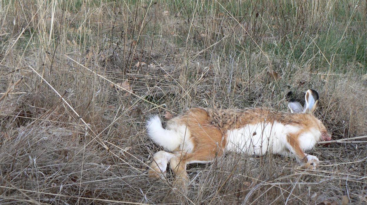 Una liebre muerta por mixomatosis en Castilla-La Mancha