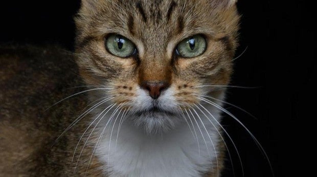 Un deportista paralímpico salta de su silla de ruedas para salvar a un gato que había caído a una acequia