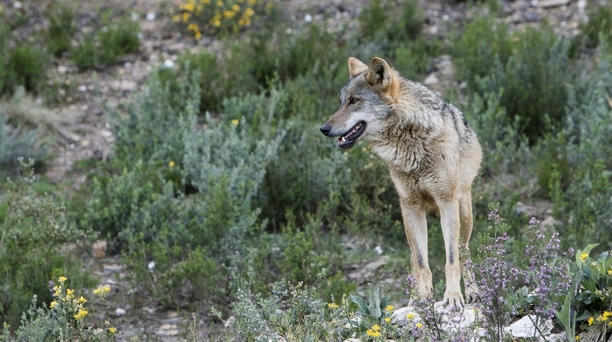 Un ejemplar de lobo en la provincia de Zamora