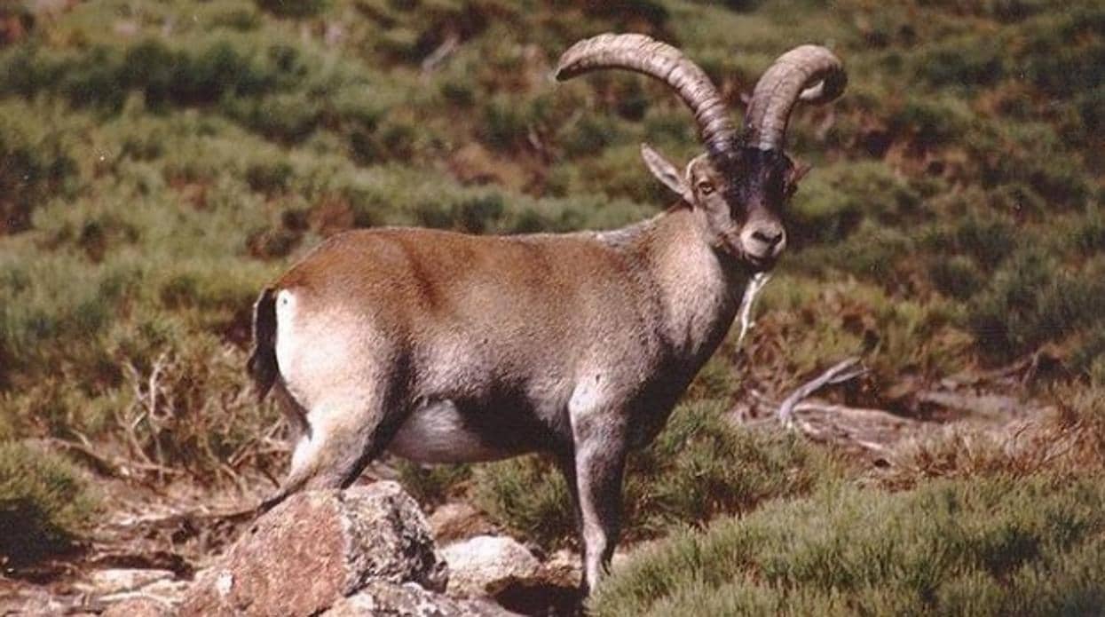 Un ejemplar de cabra montes en el Parque de Guadarrama