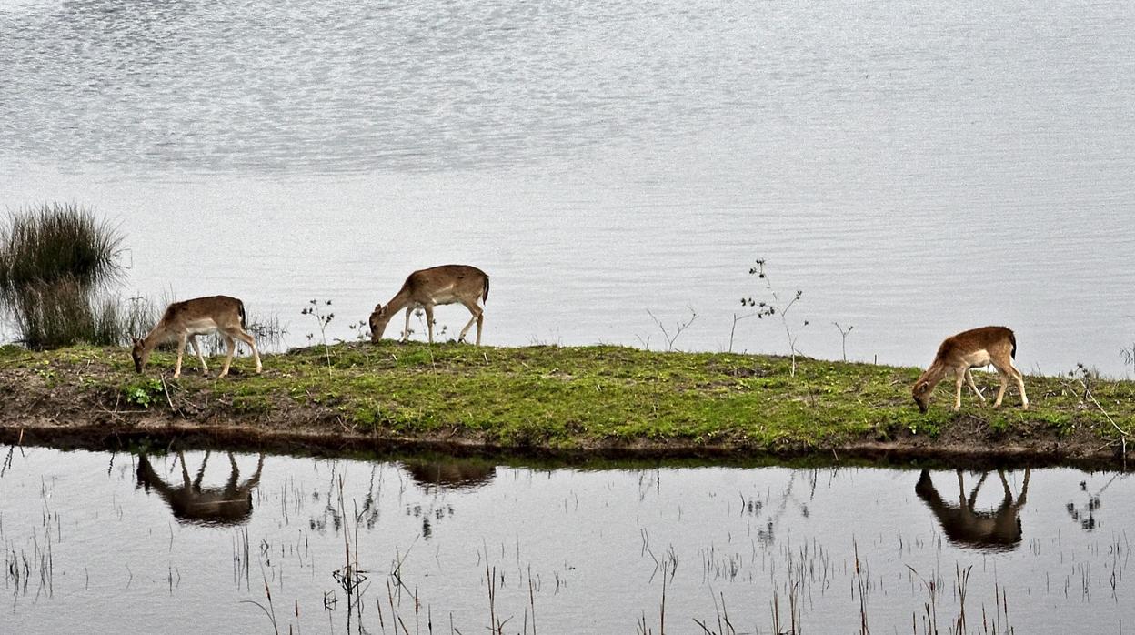 Tres gamos pastan en las marismas de Doñana