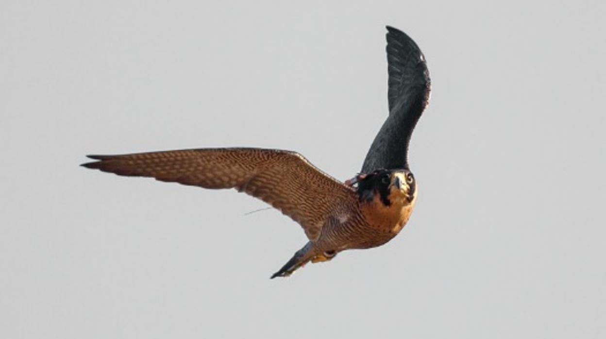 La excelente calidad de las aves protagonizó el Campeonato de España de Cetrería