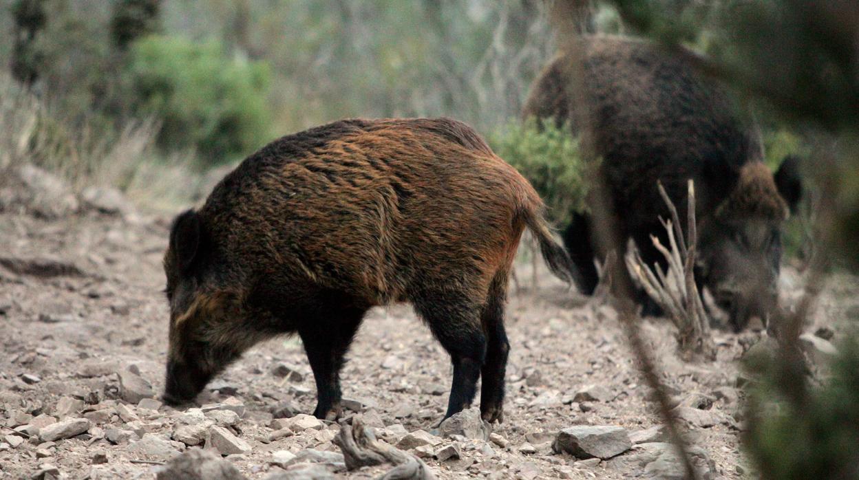 Cazado en Navarra un jabalí cuyos colmillos pueden batir el récord de España