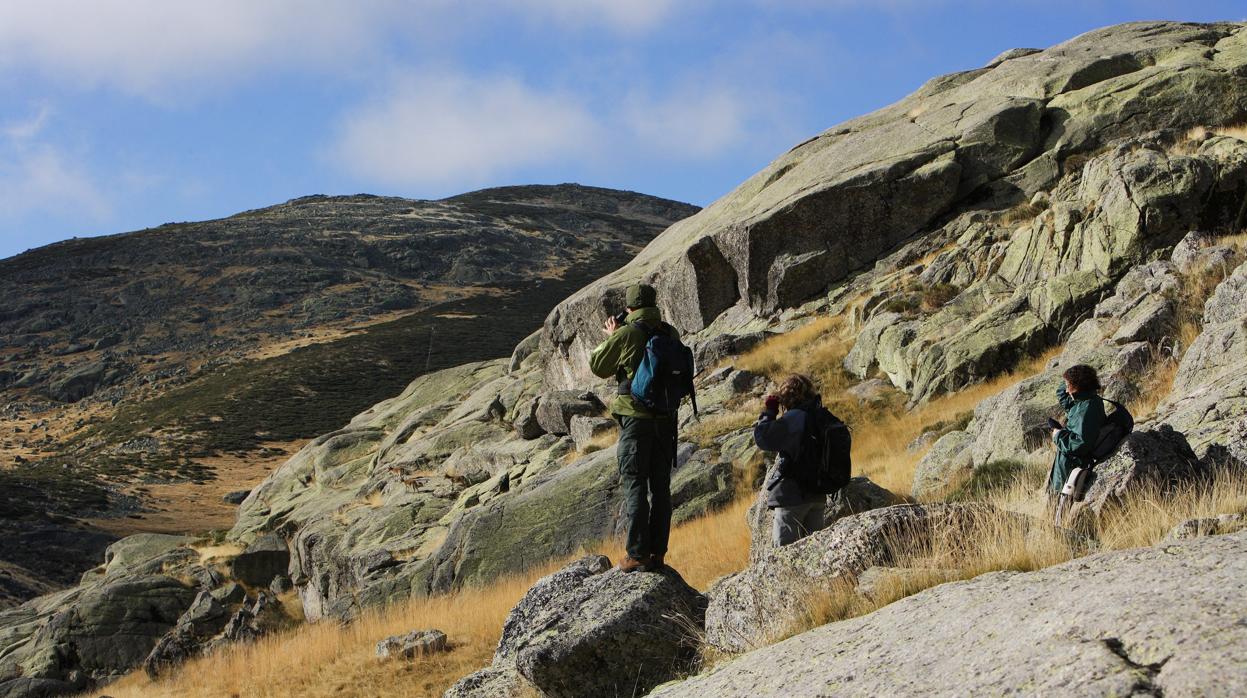 Varios turismos observan desde la distancia a un grupo de cabras en la Sierra de Lejos