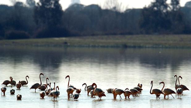 Doñana, de cazadero real a parque nacional