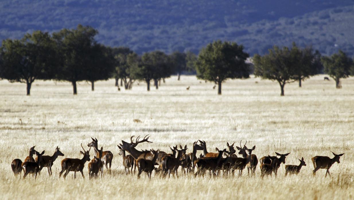 Numerosos ciervos en el Parque Nacional de Cabañeros