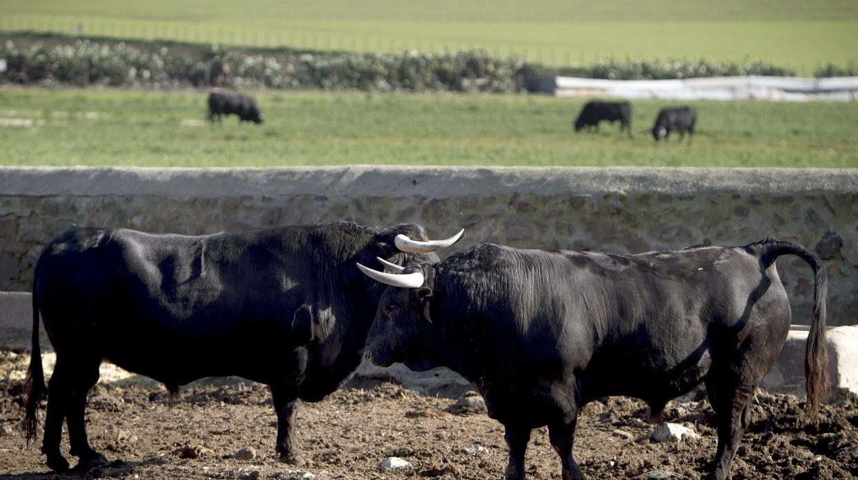 Una finca en la provincia de Cádiz