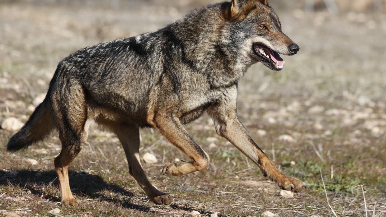 La «protección» del lobo