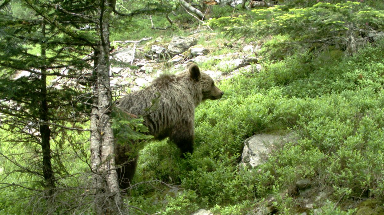 Ejemplar de oso pardo en los bosques del Valle de Arán