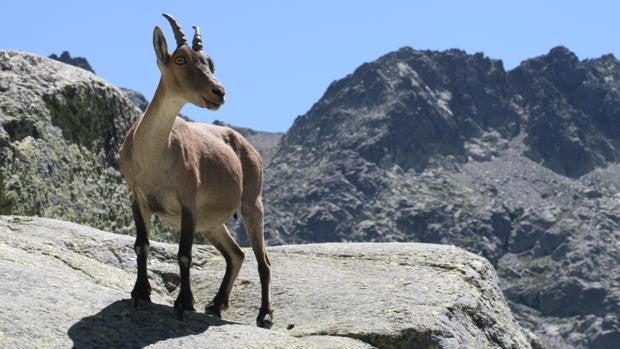 Poniendo en valor la hembra de cabra montés