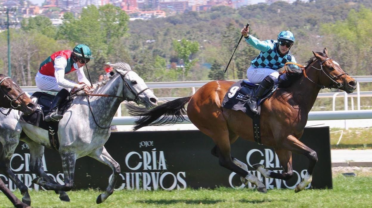 Star of Bengal, el ganador del Gran Premio Duque de Alburquerque