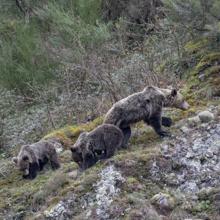 Juan Antonio Cózar López: Los cortinos y el oso