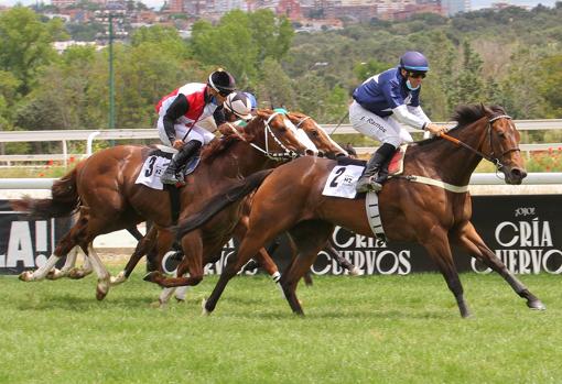 'Great Prospector' - 5ª carrera Premio San Isidro