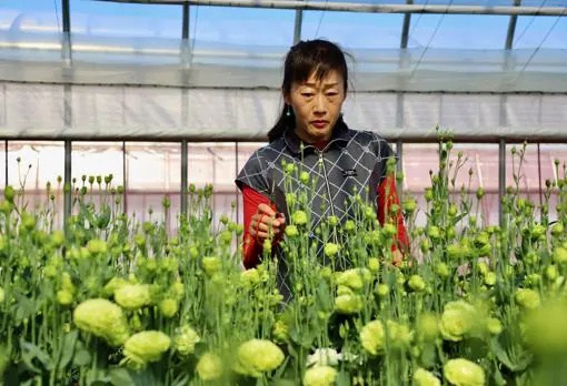Yukari Shimizu cuida sus flores