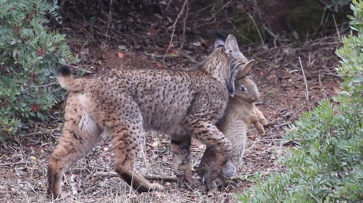 Penas y alegrías del lince ibérico