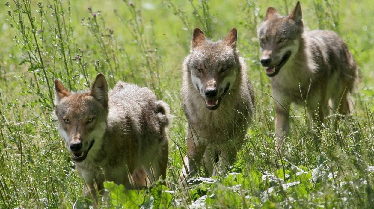 Santiago Ballesteros Rodríguez: No es el lobo ni castrar al perro, es la libertad