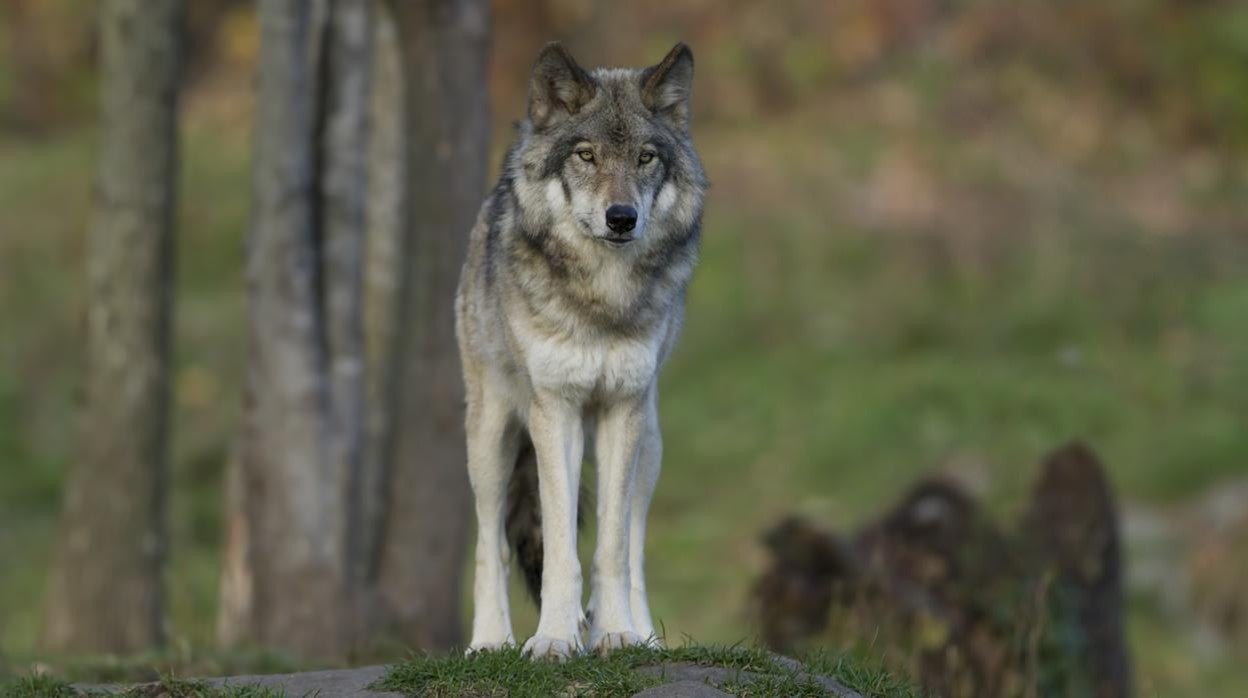 Un ejemplar de lobo