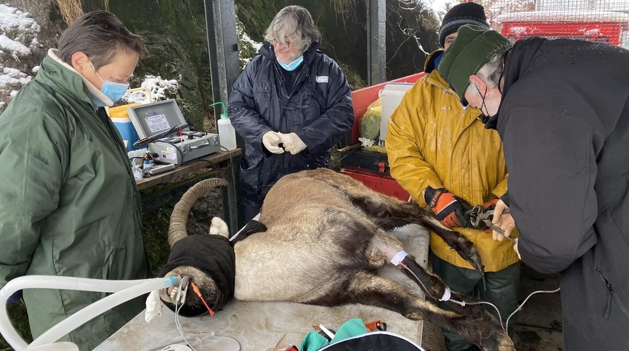 La Fundación de la Montaña Asturiana impulsa la gestión y conservación de la cabra montés