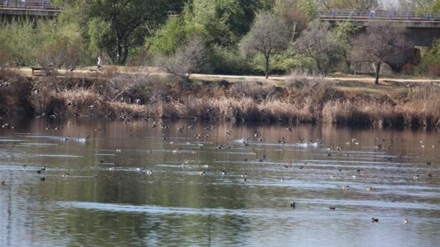 Las graveras como refugio de aves acuáticas