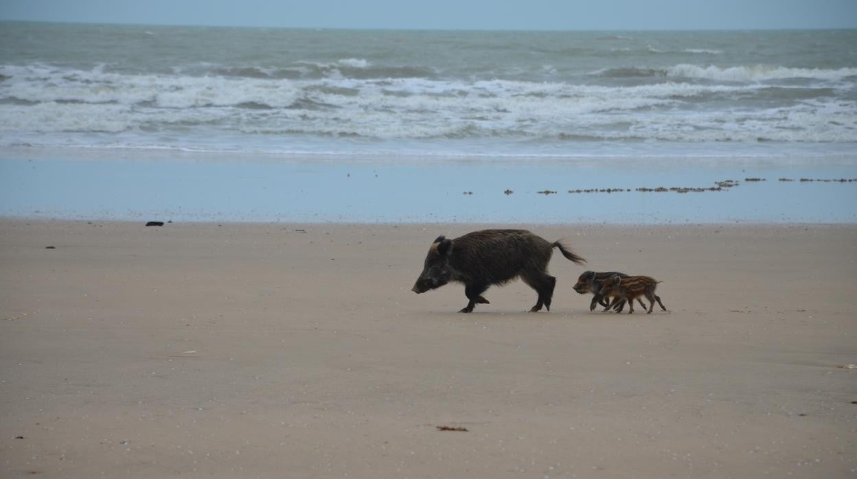 Una jabalina se pasea por la playa, seguida de sus tres rayones