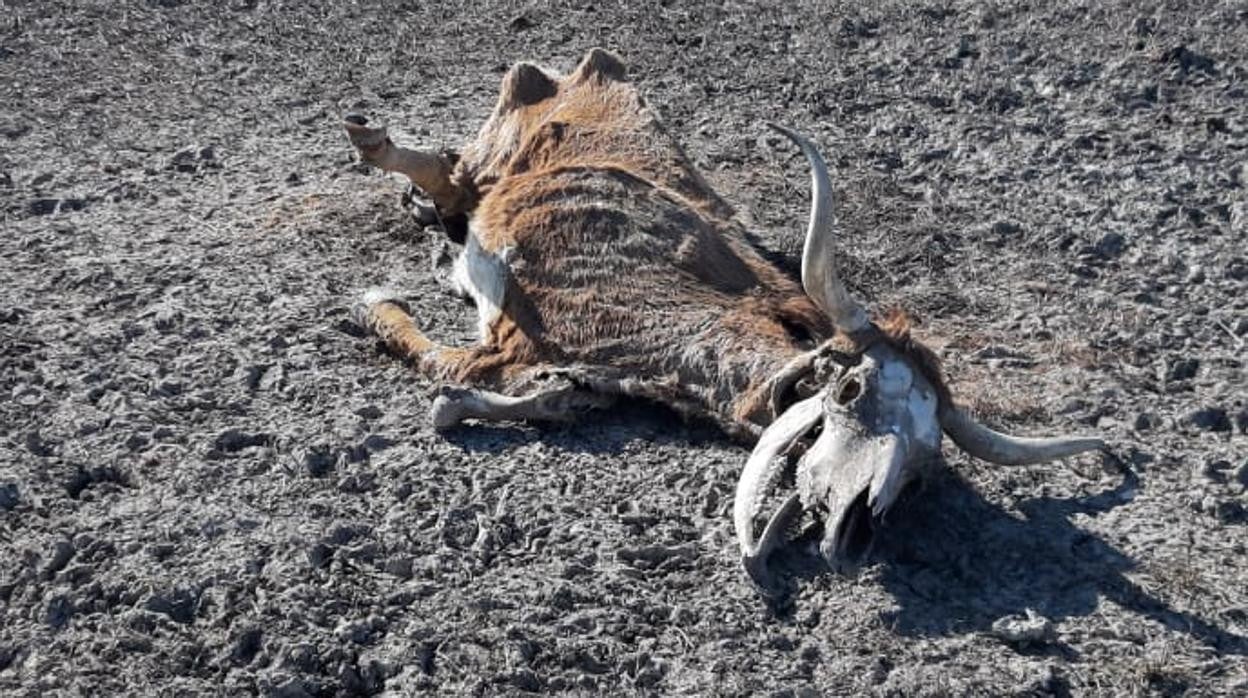 Una vaca yace muerta en la Marisma seca