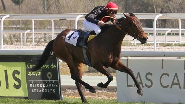 La campeona 'Maracay', gran favorita en el Premio Robertiya