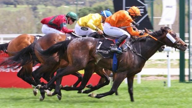 Un espectacular 'Sir Roque' vence en el Gran Premio Duque de Albuquerque