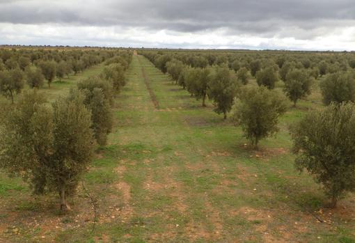 Olivares de miel y la conservación de la perdiz