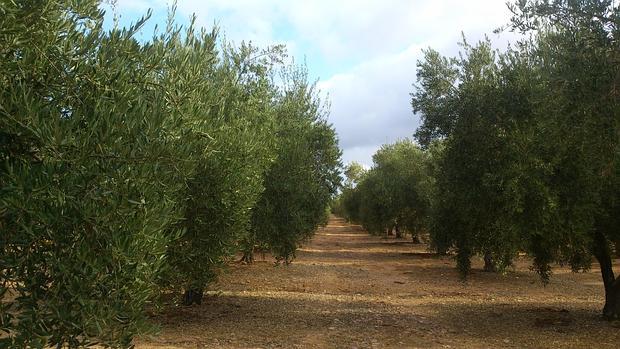 El estudio analiza quince países productores