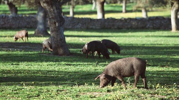 Los propietarios de dehesa están pendientes de la publicación del coeficiente de pasto