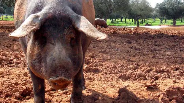 La OMC declara ilegal la prohibición de Rusia a las importaciones de carne de cerdo europea