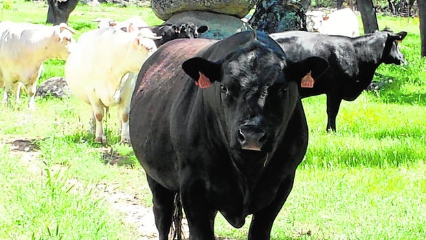 Ganado vacuno de la raza angus aberdeen en la dehesa Las Lanchas