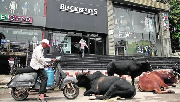 Vacas en plena calle, sagradas para la religión hindú, ante un moderno centro comercial