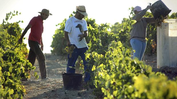 La agricultura es el sector con mayor tasa de tenmporalidad laboral