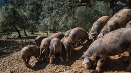 Esta raza de ibéricos puros se caracteriza por las manchas