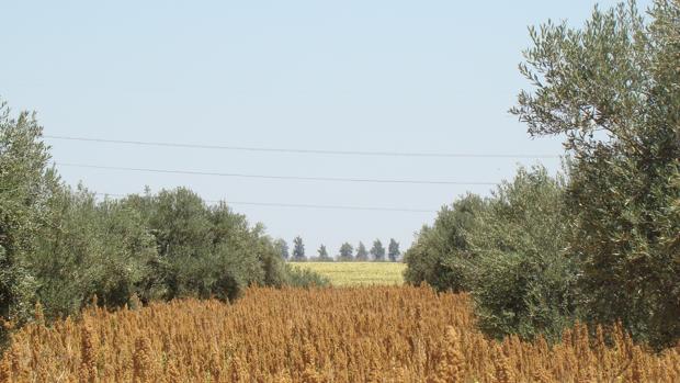 Las siembras de quinoa empiezan a finales de diciembre y suelen acabar en febrero