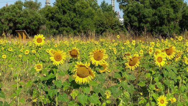 Sevilla es la principal provincia productora de girasol de España, aunque el cultivo está en retroceso