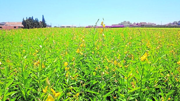 La crotalaria juncea requiere poca agua y ofrece un gran rendimiento en campo