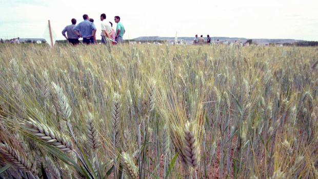 El campo andaluz debe apostar por una política agraria común y con presupuesto