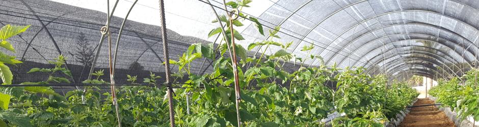 Ensayo del cultivo de la variedad de frambuesas Santa Teresa