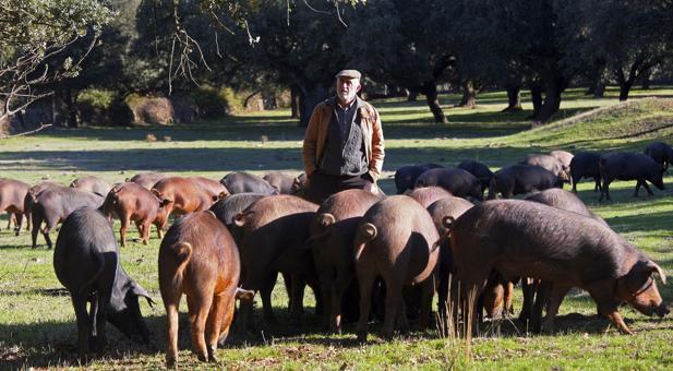 El ibérico de bellota toca techo